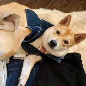 DL1961 Pet denim jacket